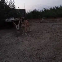 سگ سرابی ۱۴ماهه