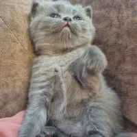 بچه گربه اسکاتیش اصیل|گربه|کرمان, |دیوار