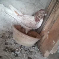 کبوتر پرشی خوب