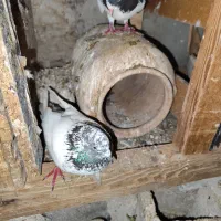 بازیکن|پرنده|برازجان, |دیوار