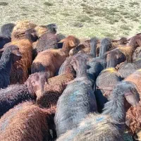 فروش میش و بره