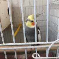 هلندی و برزیلی معاوضه