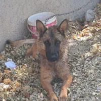 سگ مالینیوز وژرمن|سگ|مشهد, امیریه|دیوار