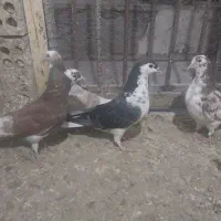 چهار تا ۵۰۰