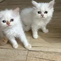 غیر رایگان است(بچه گربه)|گربه|کرمان, |دیوار