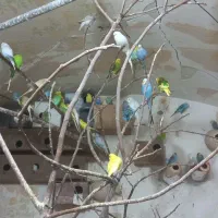 مرغ عشق یجایی