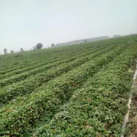 نهال سابرینا|گل و گیاه طبیعی|خان ببین, |دیوار
