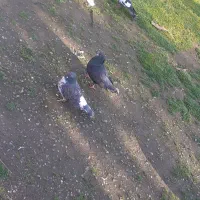 کفتر پراوزی