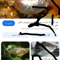 ماهی گوپی بلو بلک مولی پلاتی دم شمشیری