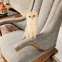گربه اسکاتیش ماده