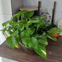 پتوس ابلق سایز بزرگ