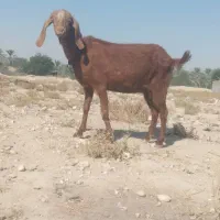 بزه|حیوانات مزرعه|خورموج, |دیوار