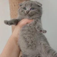 اسکاتیش و بریتیش بلو