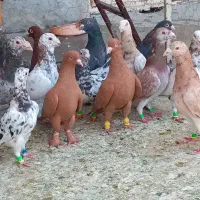 دسته کبوتری زرد و سرخ و سرور کفتر|پرنده|شیراز, شهرک سعدی|دیوار