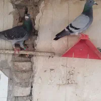 کبوتر پلاکی