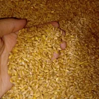 گندم مرغوب زاگرس|عمده‌فروشی|کوهنانی, |دیوار