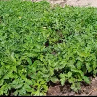 نشا گوجه فرنگی  نژاد عالی