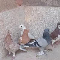 ۸ تا بهبونی|پرنده|شیراز, گچی|دیوار
