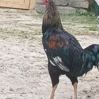 خروس لاری چهل تاج
