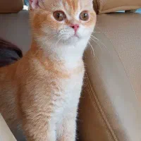واگذاری گربه نر