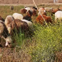 ۵۵راس میش آبستن گوسفندبره قوچ میش بره داردوقلو جمل|حیوانات مزرعه|شیروان (خراسان), |دیوار