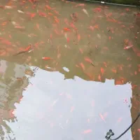 ماهی قرمز|ماهی|چالوس, |دیوار