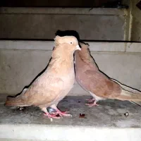 زرد بازی دار