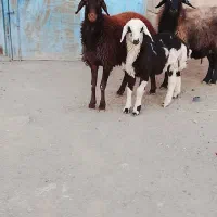 بره ماده|حیوانات مزرعه|تربت جام, جلگه موسی آباد|دیوار