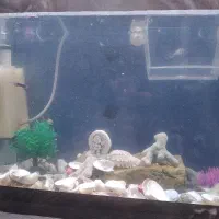 سلام انواع وسایل اکواریوم پایین را بخوانید