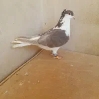 کفتر پشتی ساده کاکلی سار فری سوسکی|پرنده|مشهد, قائم|دیوار