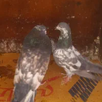 ۱۲عددنر ۱۲عدد ماده