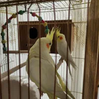 لوتینو نرماده مولد