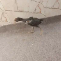 جوجه لاری|حیوانات مزرعه|قیدار, |دیوار