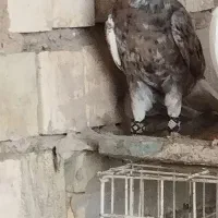 همشون نر شرط پرش سری