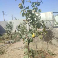 فروش باغچه ۳۰۰ متری در جاده باغخواص ورامین|فروش زمین و ملک کلنگی|ورامین, شهرک مدرس|دیوار