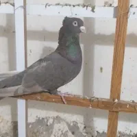 سرکه ای نر|پرنده|قزوین, |دیوار