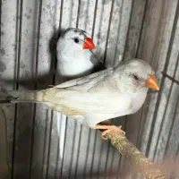 فنچ لپ|پرنده|رشت, بوسار|دیوار