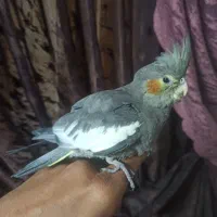 جوجه عروس هلندی دستی 60روزه|پرنده|اصفهان, جلالیه|دیوار