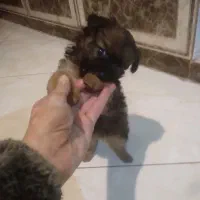 سگ پاکوتا وهاسکی|سگ|مشهد, کشف|دیوار