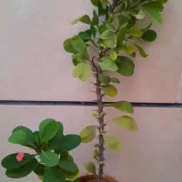 گل و گلدون با رشد عا لی|گل و گیاه طبیعی|قزوین, |دیوار