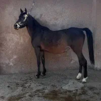 مادیون عرب ۶ماه ابستن با سیلمی وارداتی