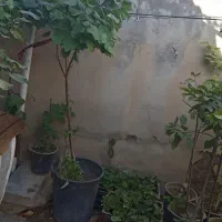 نهال و گل ،آپارتمانی،  کود ، درخت|خدمات باغبانی و درختکاری|خمین, |دیوار