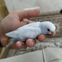 ۳عدد مرغ عشق ۱ونیم ماهه|پرنده|مریوان, |دیوار