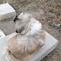 سگ پیکینیز ماده|سگ|گرگان, |دیوار