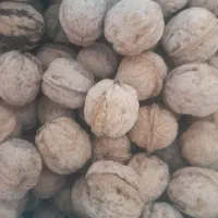 گردو