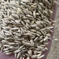 فروش یک تون جوزردکلاته ها