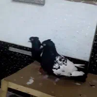 سینه سیاه نر ماده کاکل خشکل