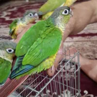 خریدوفروش عروس پاریس طوطی برزیلی  طوطی ومرغ عشقها