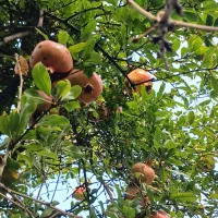 خونه-باغ-فروشی-شمال-ساری