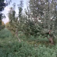 باغچه الوان بر آسفالت تازه کندقشلاق ۸۰۰ متر|فروش زمین و ملک کلنگی|ارومیه, |دیوار